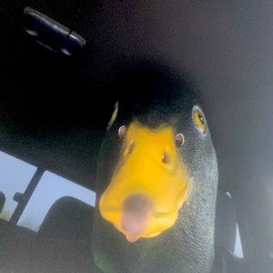 Meet your Posher, Christian